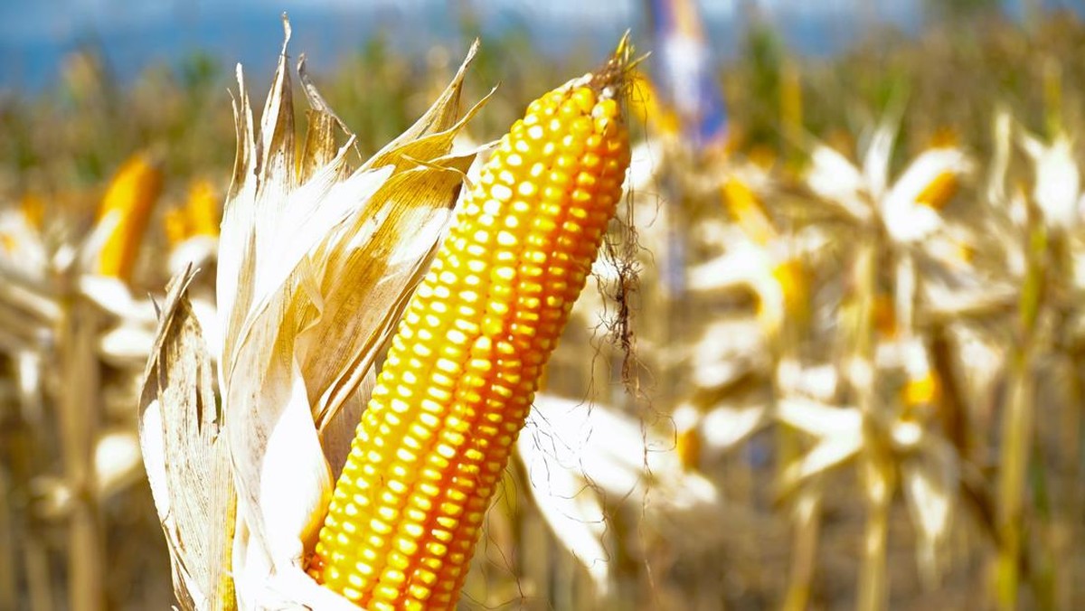Riset Bertahun-tahun, Bioteknologi Bisa Tingkatkan Hasil Panen Jagung