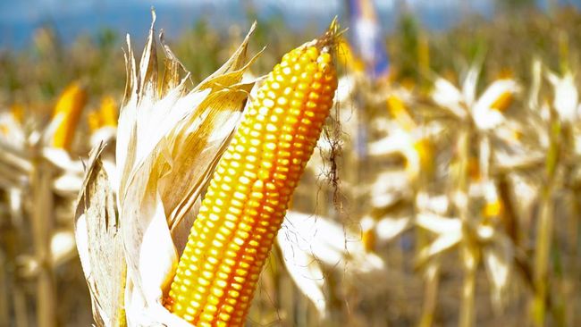 Data Baru Ungkap Produksi Jagung Terus Turun, Awal Pertanda Buruk?