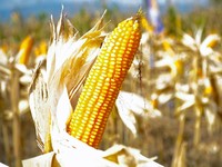 Data Baru Ungkap Produksi Jagung Terus Turun, Awal Pertanda Buruk?