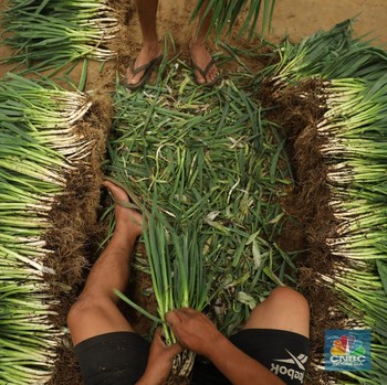 Harga Sayuran di Pasar Induk Naik Gila-gilaan, Penyebabnya Tak Terduga