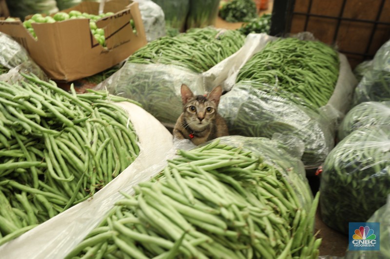 Sejumlah pekerja melakukan bongkar muat sayur dari Brebes, Jawa Tengah di Pasar Kramat Jati, Jakarta, Selasa (24/6/2025). Sejumlah pekerja melakukan bongkar muat sayur dari Brebes, Jawa Tengah di Pasar Kramat Jati, Jakarta, Selasa (24/6/2025). (CNBC Indonesia/Tri Susilo)