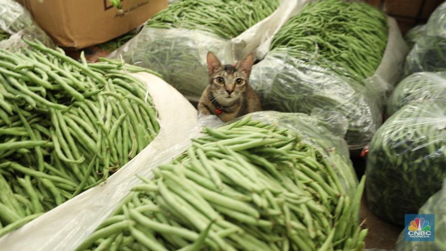 Sejumlah pekerja melakukan bongkar muat sayur dari Brebes, Jawa Tengah di Pasar Kramat Jati, Jakarta, Selasa (24/6/2025). Sejumlah pekerja melakukan bongkar muat sayur dari Brebes, Jawa Tengah di Pasar Kramat Jati, Jakarta, Selasa (24/6/2025). (CNBC Indonesia/Tri Susilo)