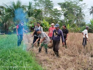 Pemprov Bali Kendalikan Hama Tikus di 2 Subak Gianyar-Tabanan Seluas 50 Ha