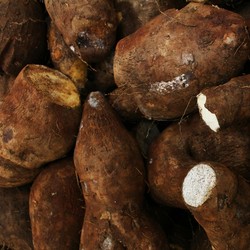Petani Singkong Ngaku Ogah Pakai Pupuk Subsidi, Ada Masalah Apa?
