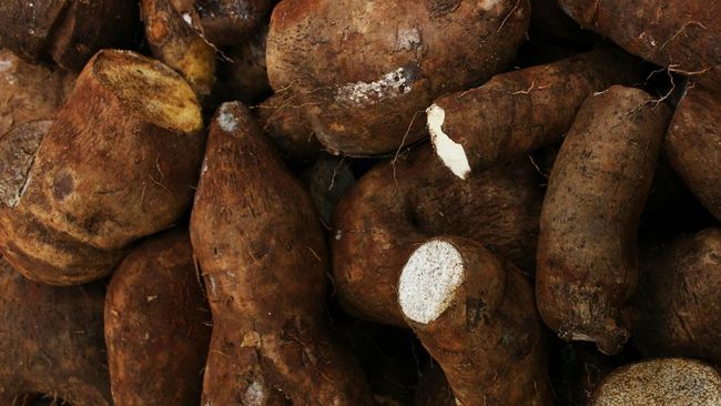 Petani Singkong Ngaku Ogah Pakai Pupuk Subsidi, Ada Masalah Apa?