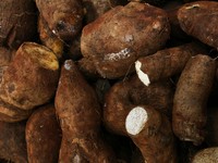 Petani Singkong Ngaku Ogah Pakai Pupuk Subsidi, Ada Masalah Apa?