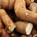 Bakal Dibatasi: Impor Singkong & Tapioka RI Bikin Kaget, Melonjak 800%