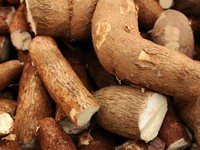 Bakal Dibatasi: Impor Singkong & Tapioka RI Bikin Kaget, Melonjak 800%