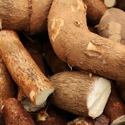 Tangis Petani Singkong Lampung, Teriak Impor Tapioka 