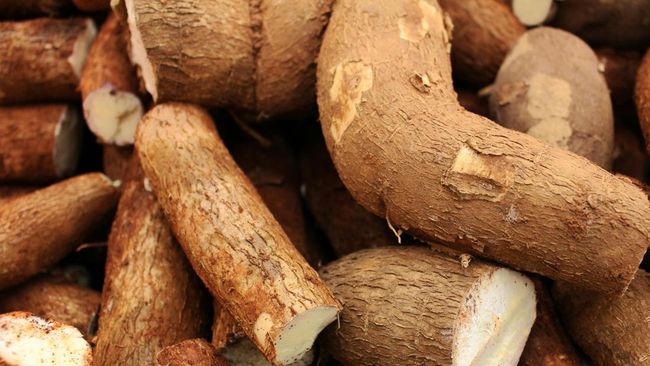 Tangis Petani Singkong Lampung, Teriak Impor Tapioka "Curi" Rezeki
