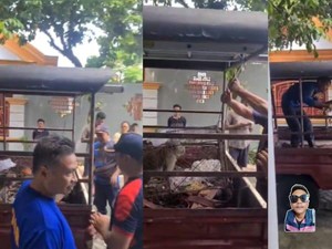 Monyet Liar Makan 20 Kura-kura Warga Jember