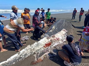 Hiu Tutul Terdampai di Pantai Cilacap, Warga Datang Berebut Dagingnya