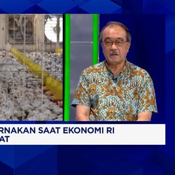 Broker Rusak Harga Ayam di RI, Pengusaha Usul Pemerintah Tiru Thailand