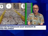 Broker Rusak Harga Ayam di RI, Pengusaha Usul Pemerintah Tiru Thailand
