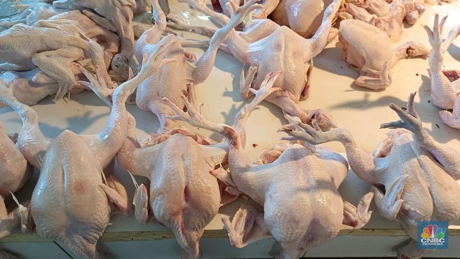 Pantauan harga daging ayam dan telur ayam di Pasar Rumput, Jakarta Selatan, Kamis (26/6/2025). (CNBC Indonesia/Martyasari Rizky)