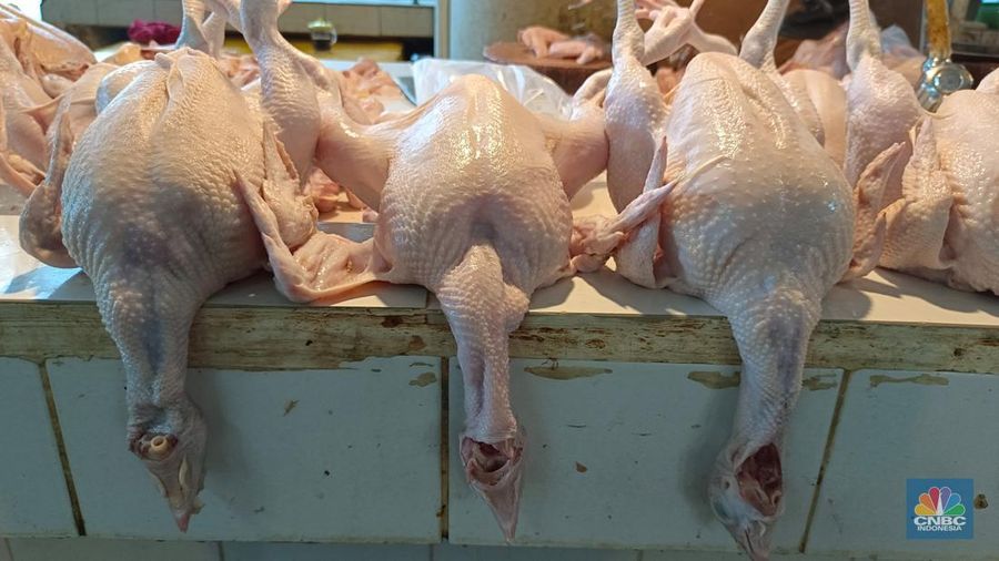 Pantauan harga daging ayam dan telur ayam di Pasar Rumput, Jakarta Selatan, Kamis (26/6/2025). (CNBC Indonesia/Martyasari Rizky)