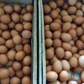Tiba-Tiba Istana Beri Peringatan Soal Harga Telur, Tunjuk Masalah Ini