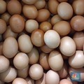Doyan Makan Telur Setiap Hari, Benarkah Bikin Kolesterol Tinggi?