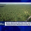 Video: Permintaan CPO Naik, Industri Sawit Fokus Genjot Produksi