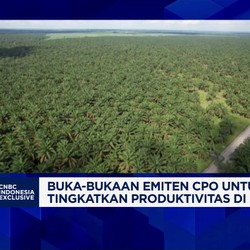 Video: Permintaan CPO Naik, Industri Sawit Fokus Genjot Produksi