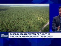 Video: Permintaan CPO Naik, Industri Sawit Fokus Genjot Produksi