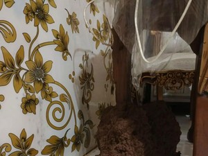 Istana Rayap Muncul Usai Rumah di Ciamis Ditinggal Pemilik