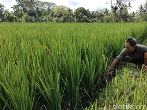 Serangan Hama Tungro Bikin Resah, Petani di Badung Belum Bisa Klaim Asuransi