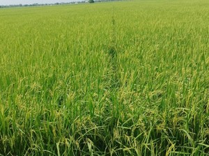RI Peringkat ke-4 Produsen Beras Terbesar di Dunia!