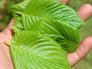 Ambisi Kalimantan Utara Dorong Potensi Kratom untuk Ekspor