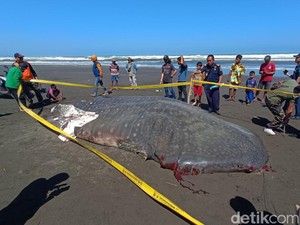Rasa Penasaran Warga Cicip Daging Hiu Paus yang Mati Terdampar di Cilacap