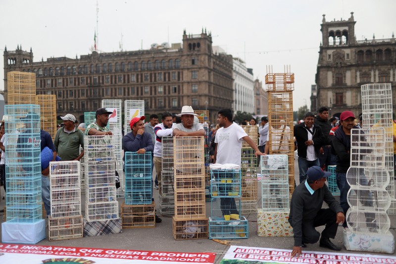 Ratusan orang turun ke jalan di Mexico City pada Kamis (26/6/2025) untuk menyuarakan dukungan terhadap praktik tradisional seperti adu banteng dan adu ayam. Aksi ini digelar sebagai respons terhadap kebijakan baru yang dinilai mengancam keberlangsungan tradisi tersebut. Ratusan orang turun ke jalan di Mexico City pada Kamis (26/6/2025) untuk menyuarakan dukungan terhadap praktik tradisional seperti adu banteng dan adu ayam. Aksi ini digelar sebagai respons terhadap kebijakan baru yang dinilai mengancam keberlangsungan tradisi tersebut. (Tangkapan Layar Video Reuters/)