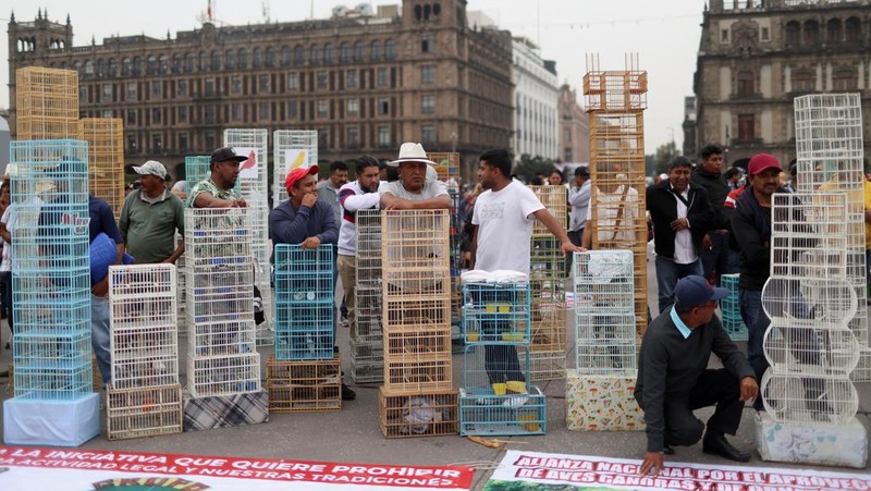 Ratusan orang turun ke jalan di Mexico City pada Kamis (26/6/2025) untuk menyuarakan dukungan terhadap praktik tradisional seperti adu banteng dan adu ayam. Aksi ini digelar sebagai respons terhadap kebijakan baru yang dinilai mengancam keberlangsungan tradisi tersebut. (Tangkapan Layar Video Reuters/)