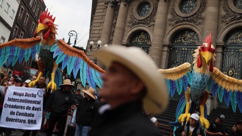Ratusan orang turun ke jalan di Mexico City pada Kamis (26/6/2025) untuk menyuarakan dukungan terhadap praktik tradisional seperti adu banteng dan adu ayam. Aksi ini digelar sebagai respons terhadap kebijakan baru yang dinilai mengancam keberlangsungan tradisi tersebut. (Tangkapan Layar Video Reuters/)