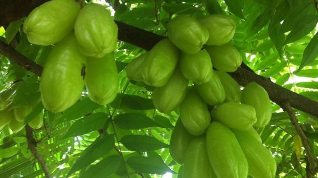 Daun Belimbing Tiba-Tiba Diburu Negara Asing, Ini Datanya