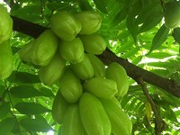 Pantas Diburu Negara Asing, Ini Manfaat Daun Belimbing