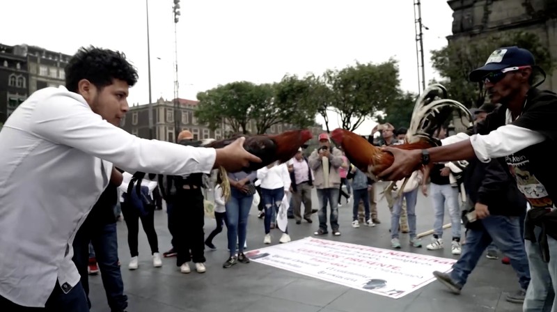 Ratusan orang turun ke jalan di Mexico City pada Kamis (26/6/2025) untuk menyuarakan dukungan terhadap praktik tradisional seperti adu banteng dan adu ayam. Aksi ini digelar sebagai respons terhadap kebijakan baru yang dinilai mengancam keberlangsungan tradisi tersebut. (Tangkapan Layar Video Reuters/)