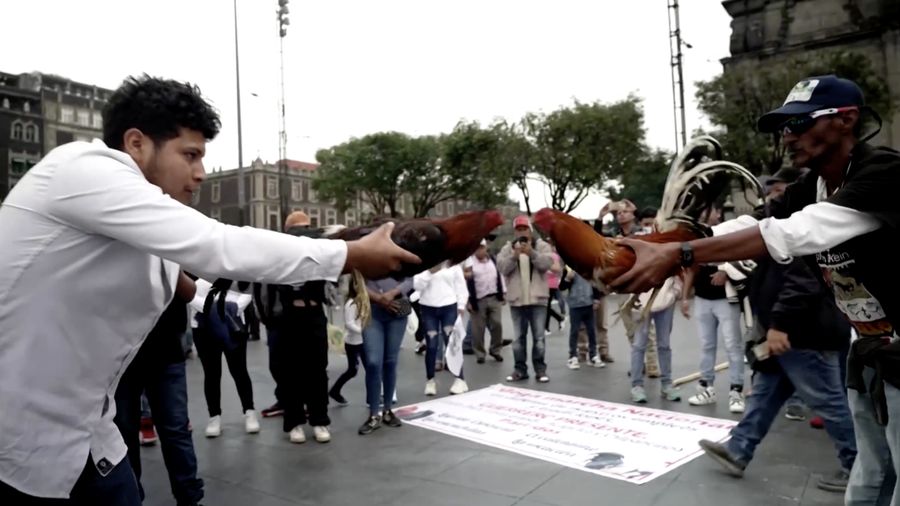 Ratusan orang turun ke jalan di Mexico City pada Kamis (26/6/2025) untuk menyuarakan dukungan terhadap praktik tradisional seperti adu banteng dan adu ayam. Aksi ini digelar sebagai respons terhadap kebijakan baru yang dinilai mengancam keberlangsungan tradisi tersebut. Ratusan orang turun ke jalan di Mexico City pada Kamis (26/6/2025) untuk menyuarakan dukungan terhadap praktik tradisional seperti adu banteng dan adu ayam. Aksi ini digelar sebagai respons terhadap kebijakan baru yang dinilai mengancam keberlangsungan tradisi tersebut. (Tangkapan Layar Video Reuters/)