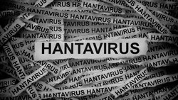 Kemenkes Gerak Cepat Siapkan 198 RS, Antisipasi Hantavirus Jadi KLB