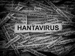 Apa Itu Hantavirus yang Ditemukan di Kapal Persiar? Ini Penjelasannya
