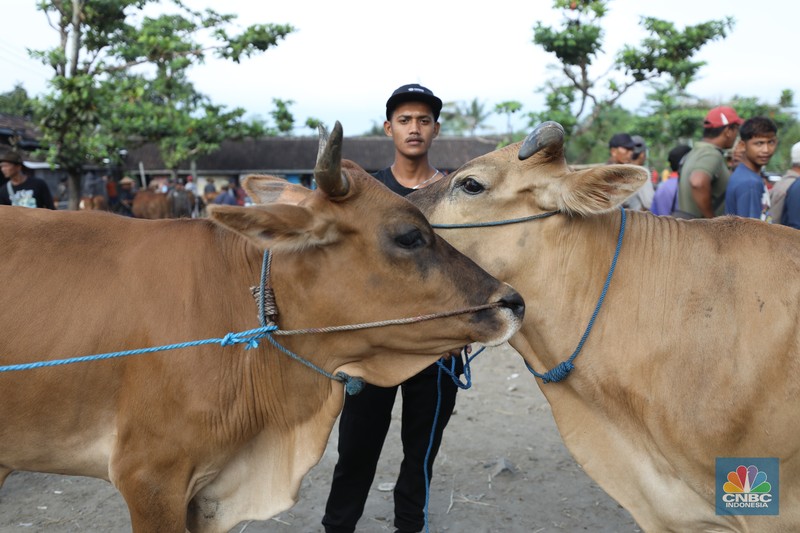 Suasana pedagang melayani calon pembeli di Pasar Hewan Karanggede, Boyolali, Jawa Tengah, Sabtu (28/6/2025). (CNBC Indonesia/Tri Susilo) Suasana pedagang melayani calon pembeli di Pasar Hewan Karanggede, Boyolali, Jawa Tengah, Sabtu (28/6/2025). (CNBC Indonesia/Tri Susilo)