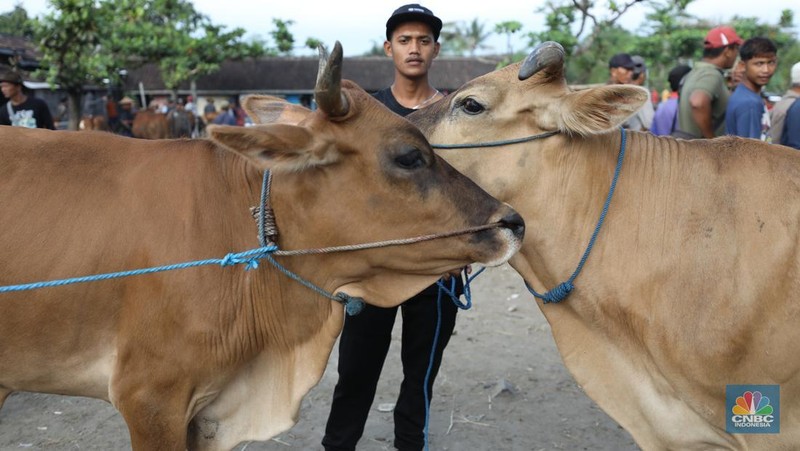 Suasana pedagang melayani calon pembeli di Pasar Hewan Karanggede, Boyolali, Jawa Tengah, Sabtu (28/6/2025). (CNBC Indonesia/Tri Susilo)