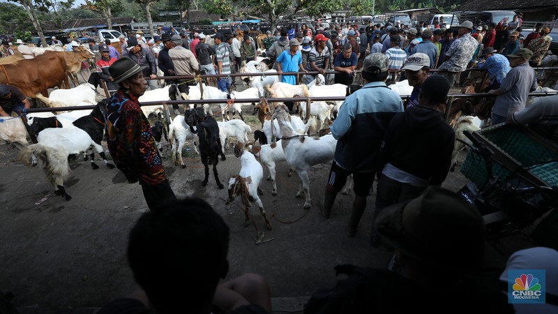 Suasana pedagang melayani calon pembeli di Pasar Hewan Karanggede, Boyolali, Jawa Tengah, Sabtu (28/6/2025). (CNBC Indonesia/Tri Susilo) Suasana pedagang melayani calon pembeli di Pasar Hewan Karanggede, Boyolali, Jawa Tengah, Sabtu (28/6/2025). (CNBC Indonesia/Tri Susilo)