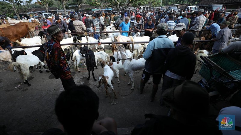 Suasana pedagang melayani calon pembeli di Pasar Hewan Karanggede, Boyolali, Jawa Tengah, Sabtu (28/6/2025). (CNBC Indonesia/Tri Susilo)