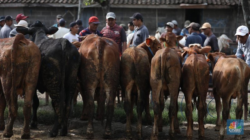 Suasana pedagang melayani calon pembeli di Pasar Hewan Karanggede, Boyolali, Jawa Tengah, Sabtu (28/6/2025). (CNBC Indonesia/Tri Susilo)