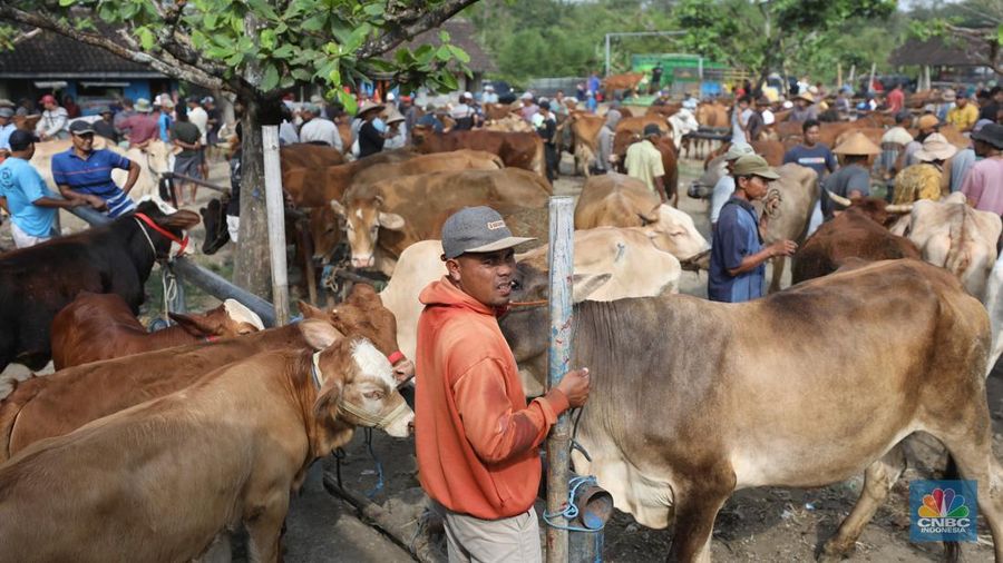 Suasana pedagang melayani calon pembeli di Pasar Hewan Karanggede, Boyolali, Jawa Tengah, Sabtu (28/6/2025). (CNBC Indonesia/Tri Susilo)