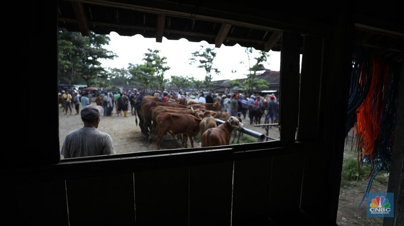 Suasana pedagang melayani calon pembeli di Pasar Hewan Karanggede, Boyolali, Jawa Tengah, Sabtu (28/6/2025). (CNBC Indonesia/Tri Susilo)