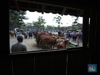 Uniknya Pasar Hewan Pakai Tanggalan Jawa, Tawar Menawar dengan Koin