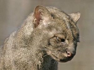 Hewan Ini Punya Tubuh Kucing Tapi Muka Mirip Berang-berang, Unik!