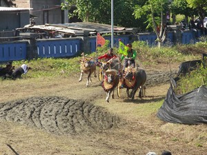 Sambut HUT Bhayangkara, Lomba Makepung Kapolda Cup 2025 Digelar di Jembrana