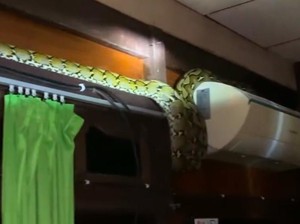 Ular Piton 3 Meter Masuk di Kamar Rumah Kadis PMD Barru, Damkar Evakuasi